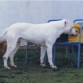 Tyson, campeón de España y Europa. Le dormimos , porque su corazón ya fallaba, murió dormido, de viejo, a mi lado. Conmigo nació y conmigo murió.